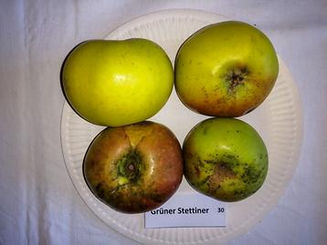 30 Grüner Stettiner