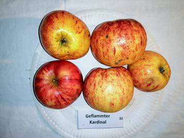 32 Geflammter Kardinal