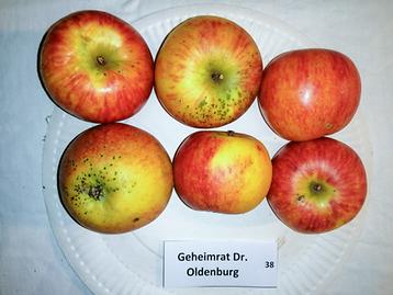 38 Geheimrat Dr. Oldenburg