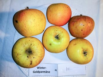 41 Wintergoldparmäne