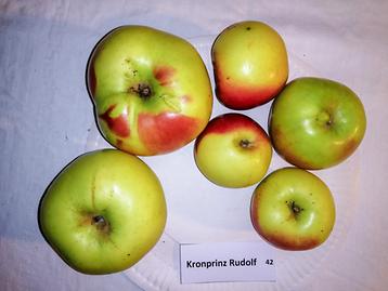 42 Kronprinz Rudolf