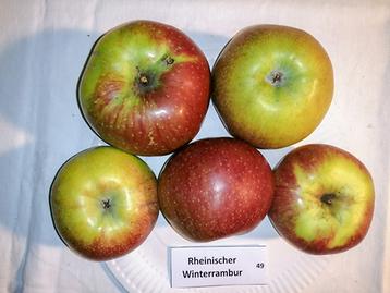 49 Rheinischer Winterrambur