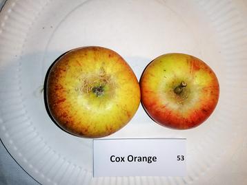 53 Cox Orange