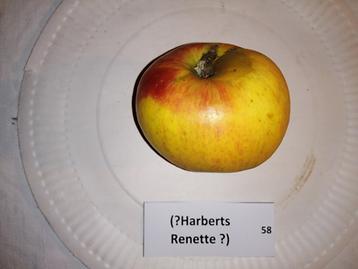 58 (Harberts Renette ?)