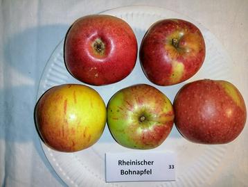 68 Rheinischer Bohnapfel