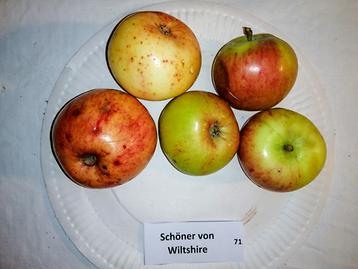 71 Schöner von Wiltshire