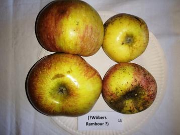 13 (Wöbers Rambur?)