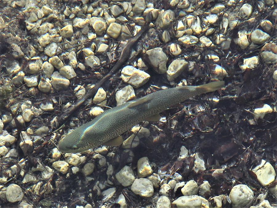 Tolmin Gorge - Trout