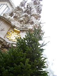 Nordmanntanne, Dreifaltigkeitssäule, Graben, Wien-Innere Stadt