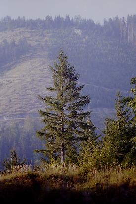 Nahe Höllental im südlichen Niederösterreich (an einem Samstagnachmittag im Juli 1994) - Foto: Ernst Zentner