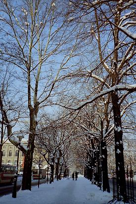 Winterliche Ringstraße, Wien-Burgring Februar 1994 - Foto: Ernst Zentner