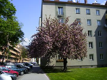 Blühender Baum, Boschstr., Heiligenstadt, Wien-Döbling