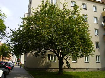 Baum, Boschstr., Heiligenstadt, Wien-Döbling