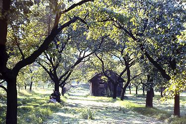 Obstplantagen (Marillen), Hütte, Wachau - Foto: Ernst Zentner (1992)