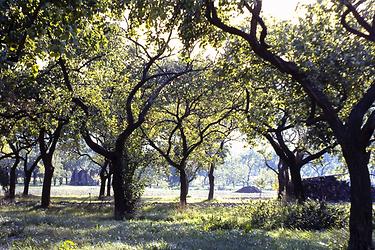 Obstplantagen (Marillen), Wachau - Foto: Ernst Zentner (1992)