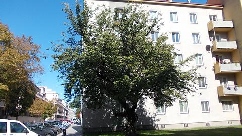 Baum, Boschstr., Heiligenstadt, Wien-Döbling