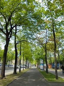 An der Ringstraße wenn Bäume und Sträucher blühen 03