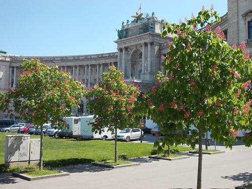 Rotblühende Kastanienbäume am Heldenplatz
