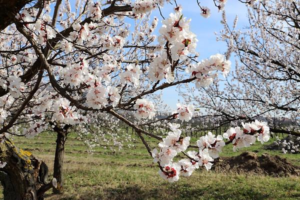 Marillenblüte bei Oberloiben nahe Dürnstein der Wachau, Niederösterreich - Foto: Bwag, Wikimedia Commons - Gemeinfrei