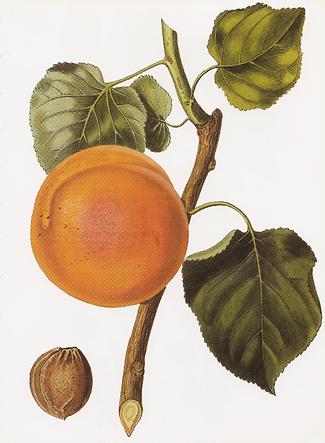 The 'Turkey' apricot, a hand-coloured engraving after a drawing by Augusta Innes Withers (1792-1869), from the first volume of John Lindley s Pomological Magazine (1827-1828) - Foto: BernhardM, Wikimedia Commons - Gemeinfrei