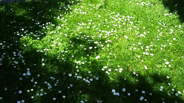 Wiese mit Gänseblümchen