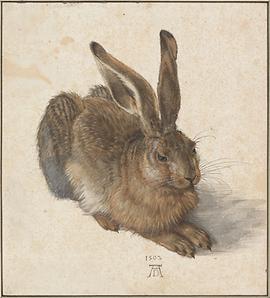 Feldhase, Albrecht Dürer, Aquarell, Deckfarben, weiß gehöht, 25,1 × 22,6 cm, 1502; Albertina, Wien - Foto: Wikimedia Commons - Gemeinfrei