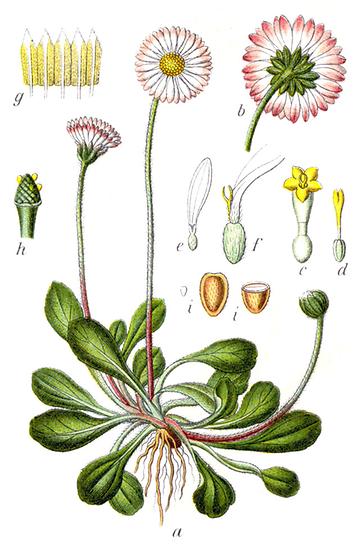 Gemeines Massliebchen, Deutschlans Flora, Johann Georg Sturm (Painter: Jacob Sturm) - Foto: Wikimedia Commons - Gemeinfrei