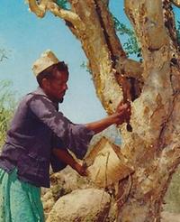 In Somalia. Mann 'erntet' Myrrhe, 1970er Jahre - Foto: Wikimedia Commons - Gemeinfrei