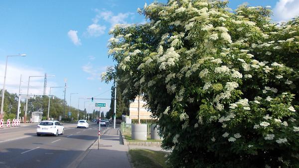 Hollunderstrauch zwischen Kahlenbergerdorf und Klosterneuburger Straße B14