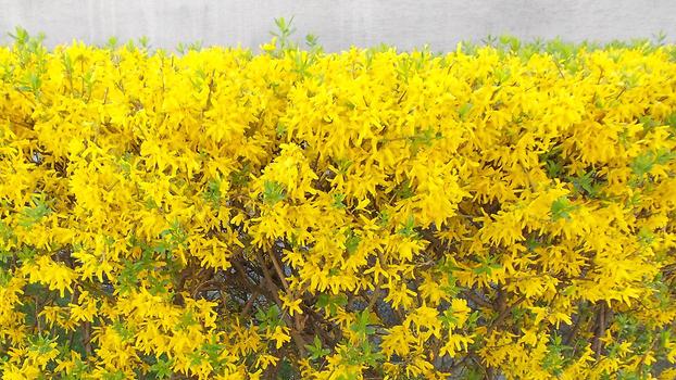 Forsythia