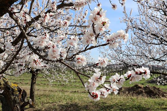 Aprikosen- oder Marillenblüte bei Oberloiben, Dürnstein, Wachau
