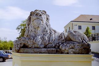 Löwe, Schloss Hof (1)