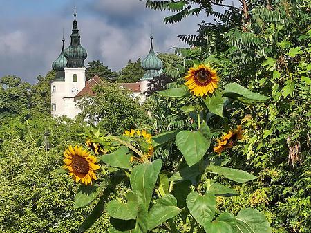 Schloss Artstetten und Sonnenblumen