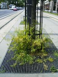 Wien-Innere Stadt (01.06.2008), Schottenring