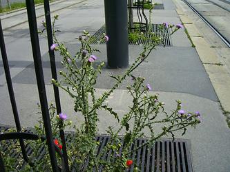 Wien-Innere Stadt (01.06.2008), Schottenring