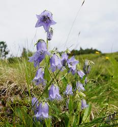 Bärtige Glockenblume