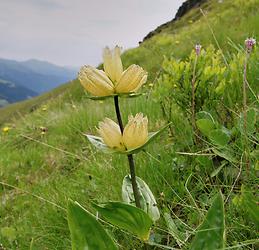 Punktierter Enzian (Tüpfel-Enzian)