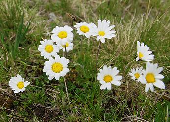 Alpen-Margerite