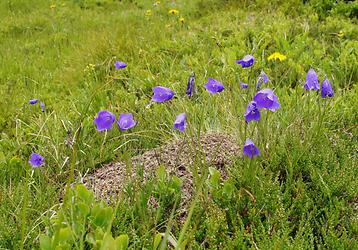 Zierliche Glockenblume