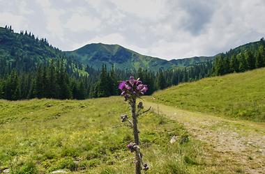 Weg-Distel