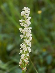 Die Mücken-Händelwurz Orchidee einmal ganz in weiß