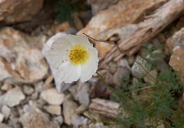 Alpenmohn