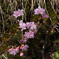 Zwerg-Alpenrose