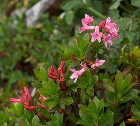 Bewimperte Alpenrose