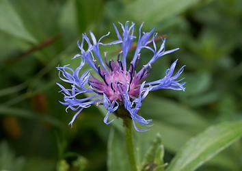 Berg-Flockenblume