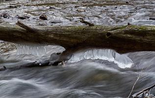 Bild 'Eisbauzerln'