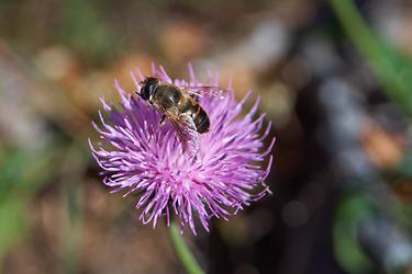 Eine Schwebfliege nützt noch die letzten warmen Herbsttage