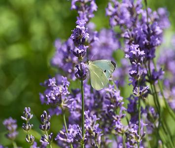 Bild '24-Lavendel'