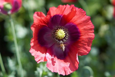 Bild '6-Mohn'