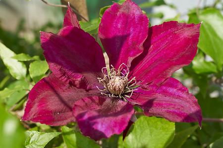 Bild '8-Clematis'